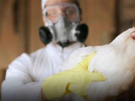gripe aviar venezolano Perú