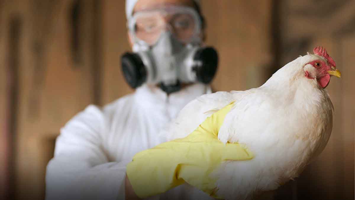 gripe aviar venezolano Perú