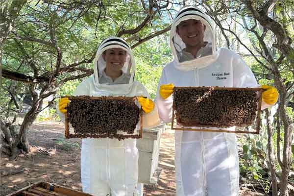 Aruba venezolanos abejas miel