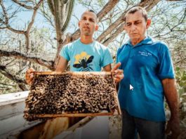 Aruba abejas venezolanos miel